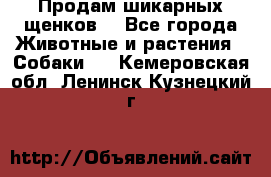 Продам шикарных щенков  - Все города Животные и растения » Собаки   . Кемеровская обл.,Ленинск-Кузнецкий г.